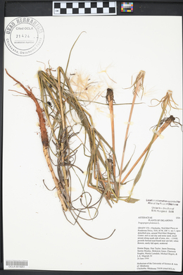 Tragopogon pratensis image