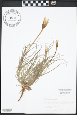 Tragopogon pratensis image