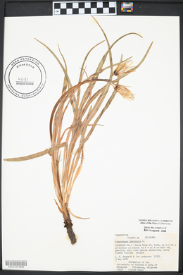 Tragopogon pratensis image