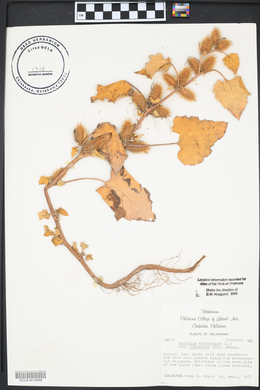 Xanthium strumarium var. glabratum image