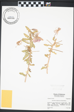 Oenothera engelmannii image