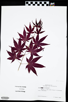 Acer palmatum image