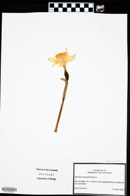 Narcissus pseudonarcissus image