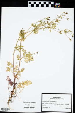 Chaerophyllum procumbens image