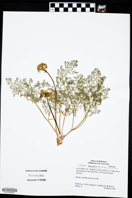 Lomatium daucifolium image