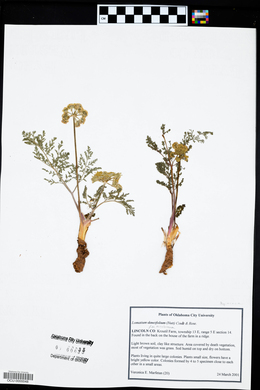 Lomatium foeniculaceum image