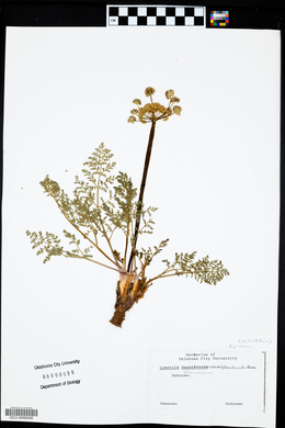 Lomatium foeniculaceum image