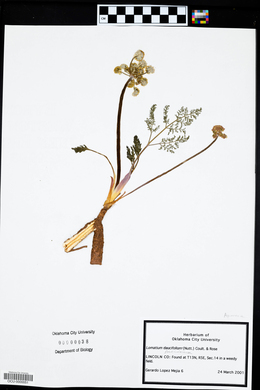 Lomatium foeniculaceum image