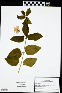 Vinca minor image