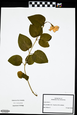 Vinca minor image