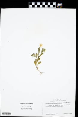 Astranthium integrifolium image