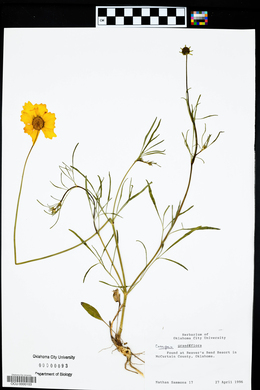 Coreopsis grandiflora image