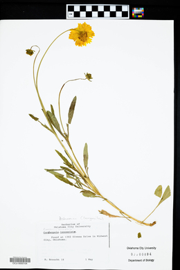 Coreopsis lanceolata image