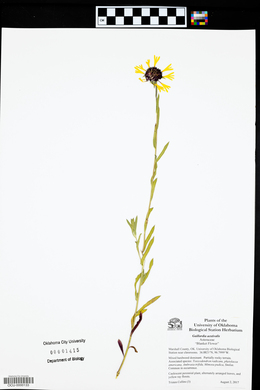 Gaillardia aestivalis image