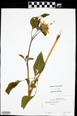 Helianthus petiolaris image