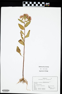 Pluchea odorata var. odorata image