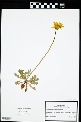 Pyrrhopappus grandiflorus image