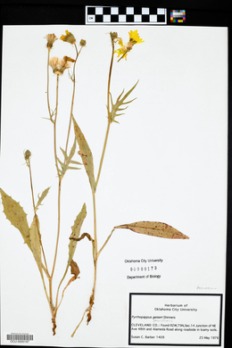 Pyrrhopappus pauciflorus image