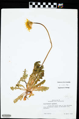 Pyrrhopappus pauciflorus image