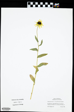 Rudbeckia hirta var. pulcherrima image