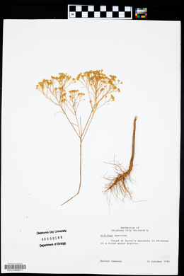 Solidago speciosa image