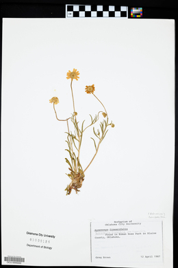 Tetraneuris linearifolia image