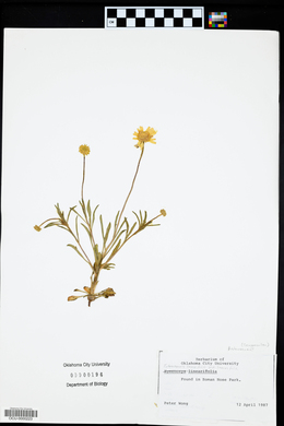 Tetraneuris linearifolia var. linearifolia image