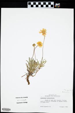 Tetraneuris linearifolia var. linearifolia image