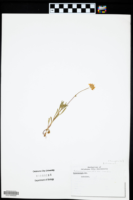 Tetraneuris linearifolia image