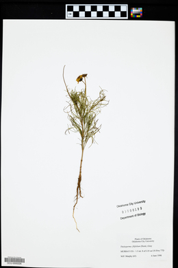 Thelesperma filifolium image