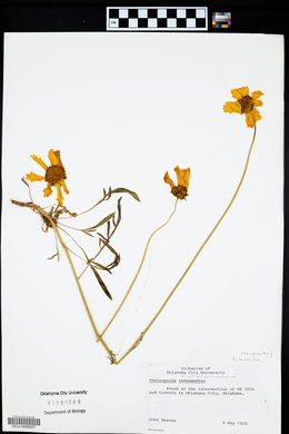 Thelesperma filifolium image