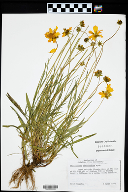 Thelesperma filifolium image