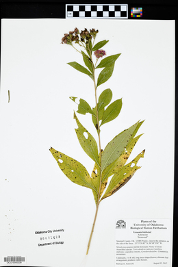 Vernonia baldwinii image