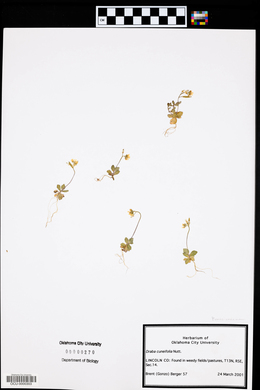 Draba cuneifolia image