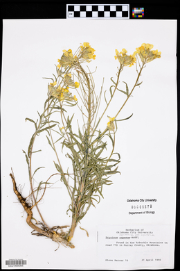 Erysimum capitatum var. capitatum image