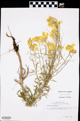 Erysimum capitatum var. capitatum image