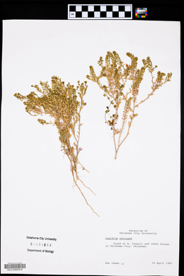 Lepidium oblongum image