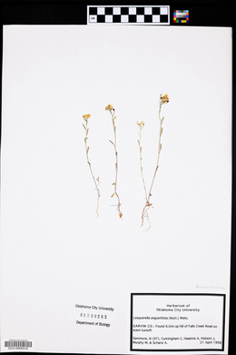 Physaria angustifolia image