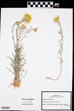 Sisymbrium altissimum image