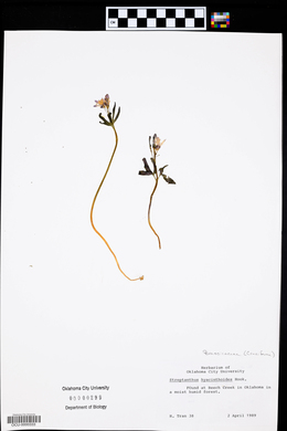 Streptanthus hyacinthoides image