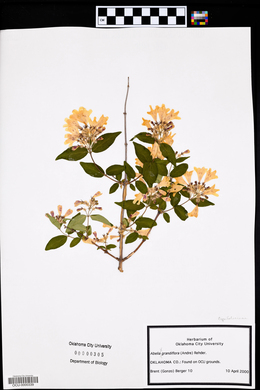 Abelia × grandiflora image