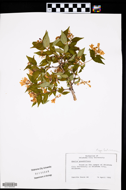 Abelia grandifolia image