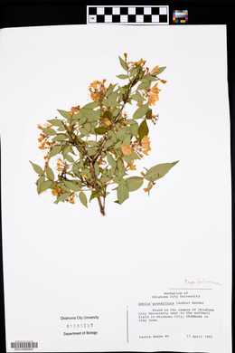 Abelia × grandiflora image