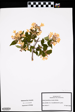 Abelia × grandiflora image