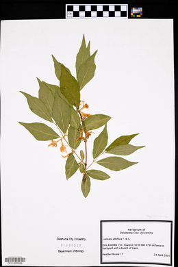 Lonicera albiflora image