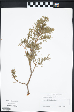 Juniperus ashei image