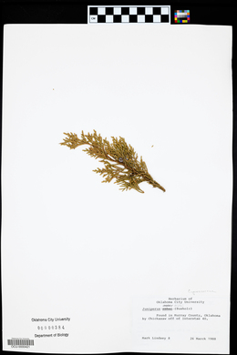 Juniperus ashei image