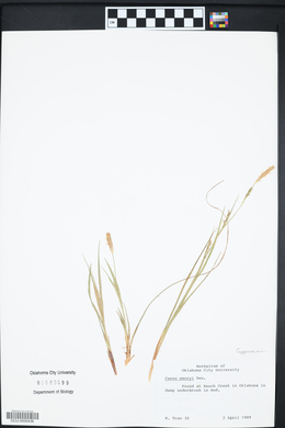 Carex emoryi image