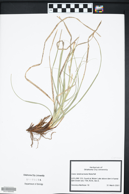 Carex latebracteata image