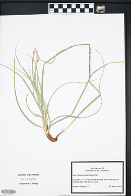 Carex latebracteata image